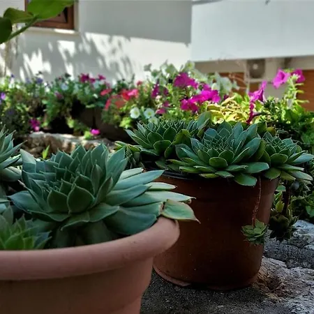 Kapetanovina Apartamento